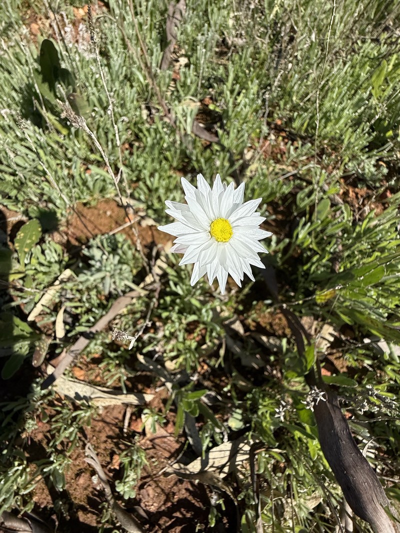 Rhodanthe chlorocephala subsp. splendida photo 3