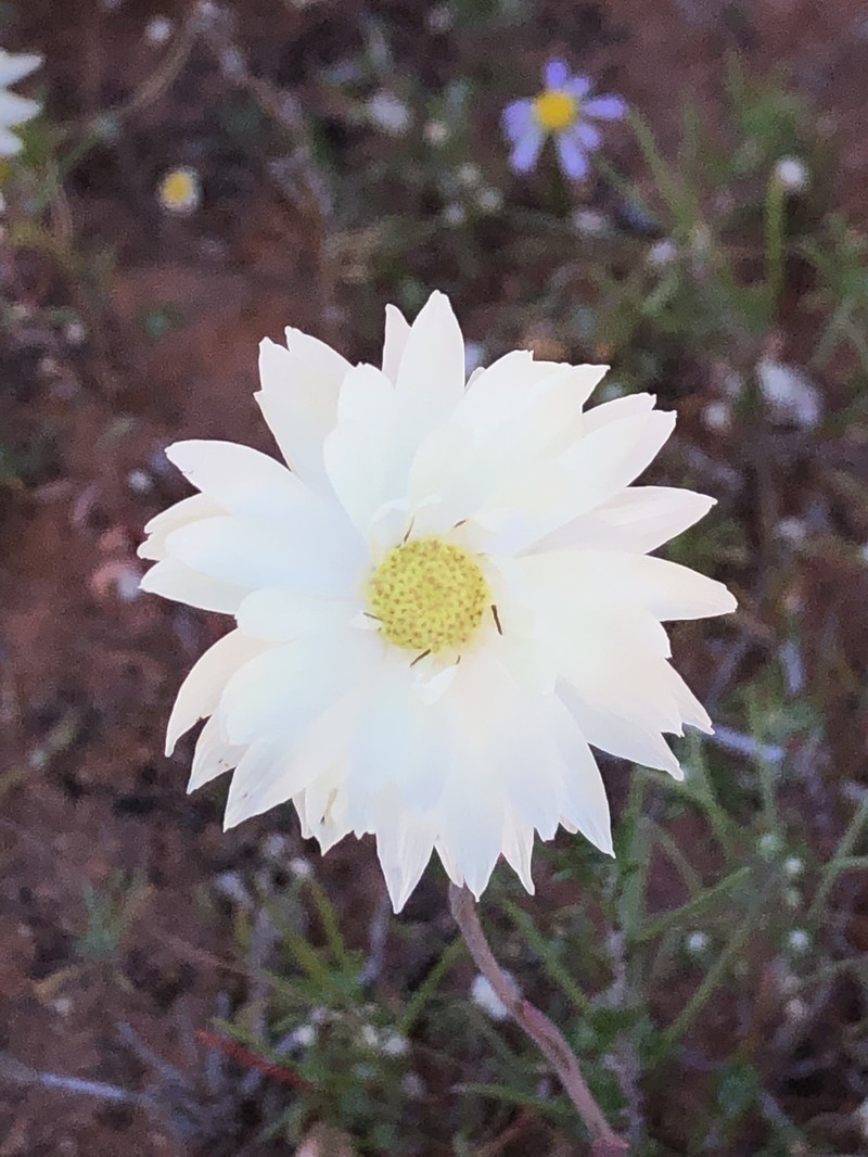 Rhodanthe chlorocephala subsp. splendida photo 4