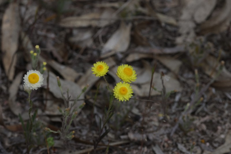 Rhodanthe citrina