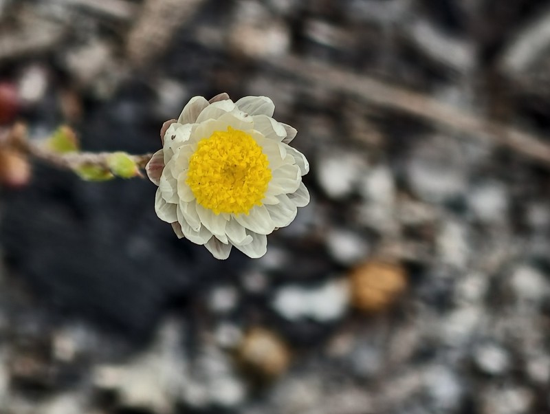 Rhodanthe citrina photo 2