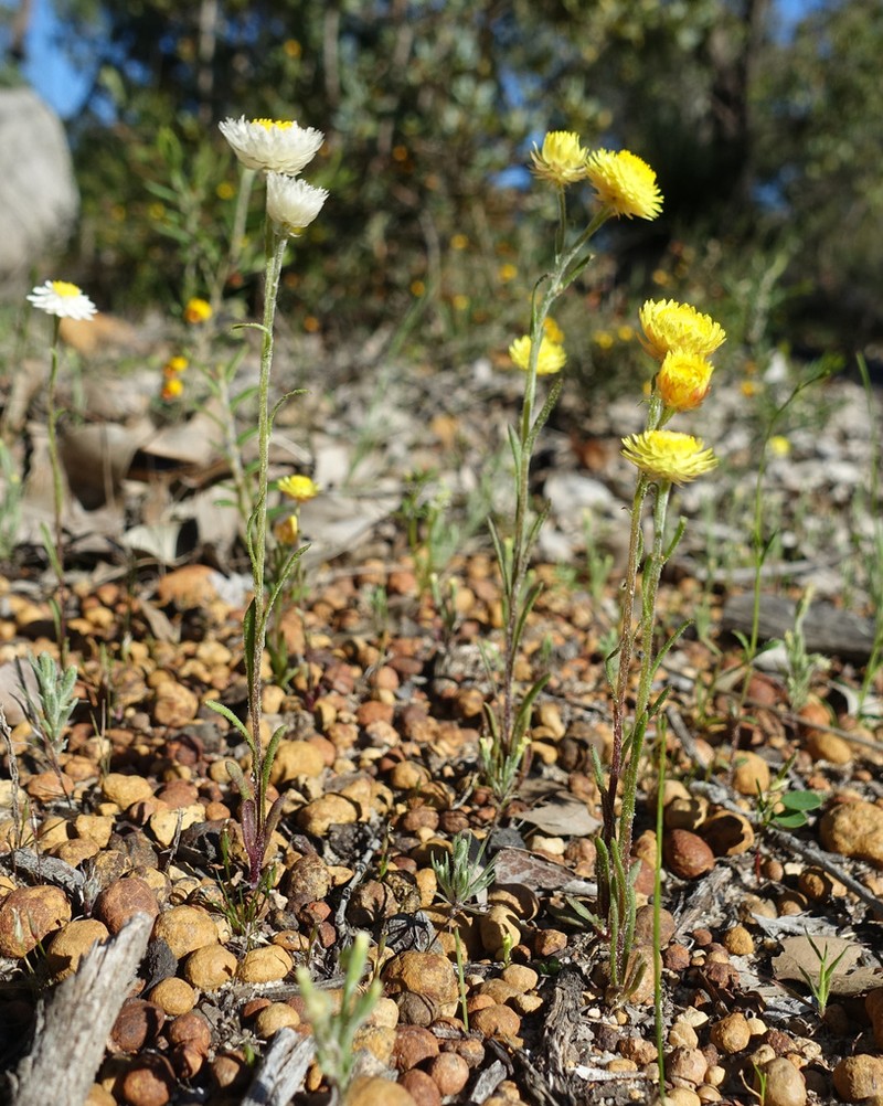 Rhodanthe citrina photo 3
