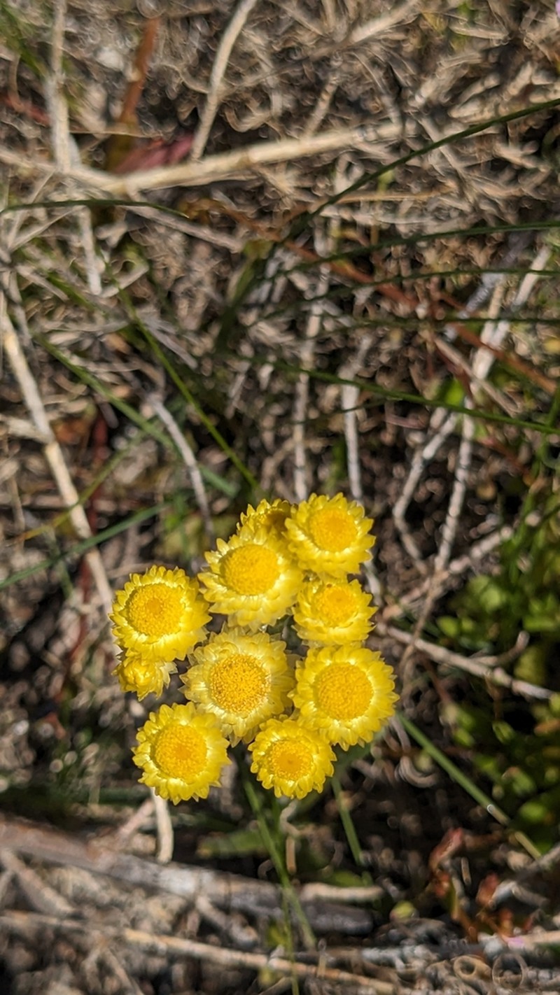 Rhodanthe citrina photo 4