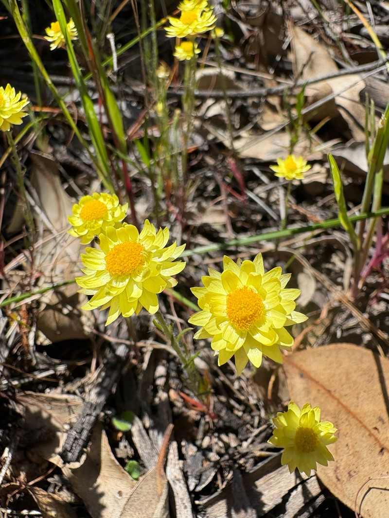 Rhodanthe citrina photo 5