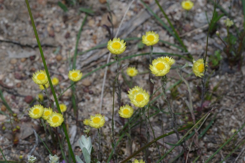 Rhodanthe citrina photo 6