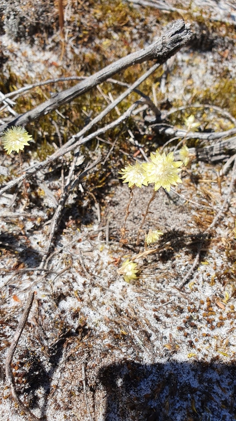 Rhodanthe citrina photo 7