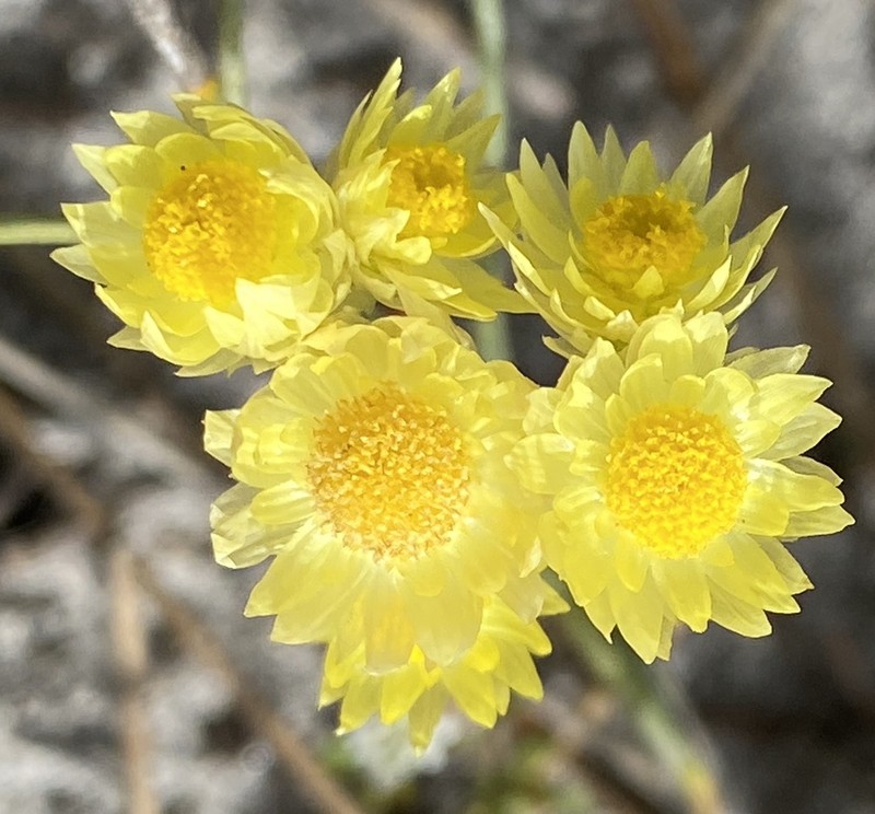 Rhodanthe citrina photo 8