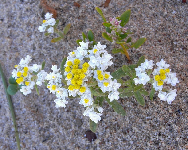 Rhodanthe condensata