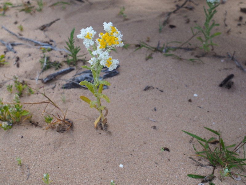 Rhodanthe condensata photo 2