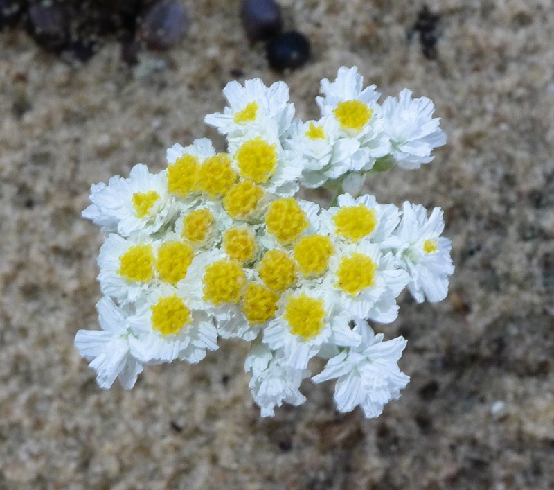 Rhodanthe condensata photo 3