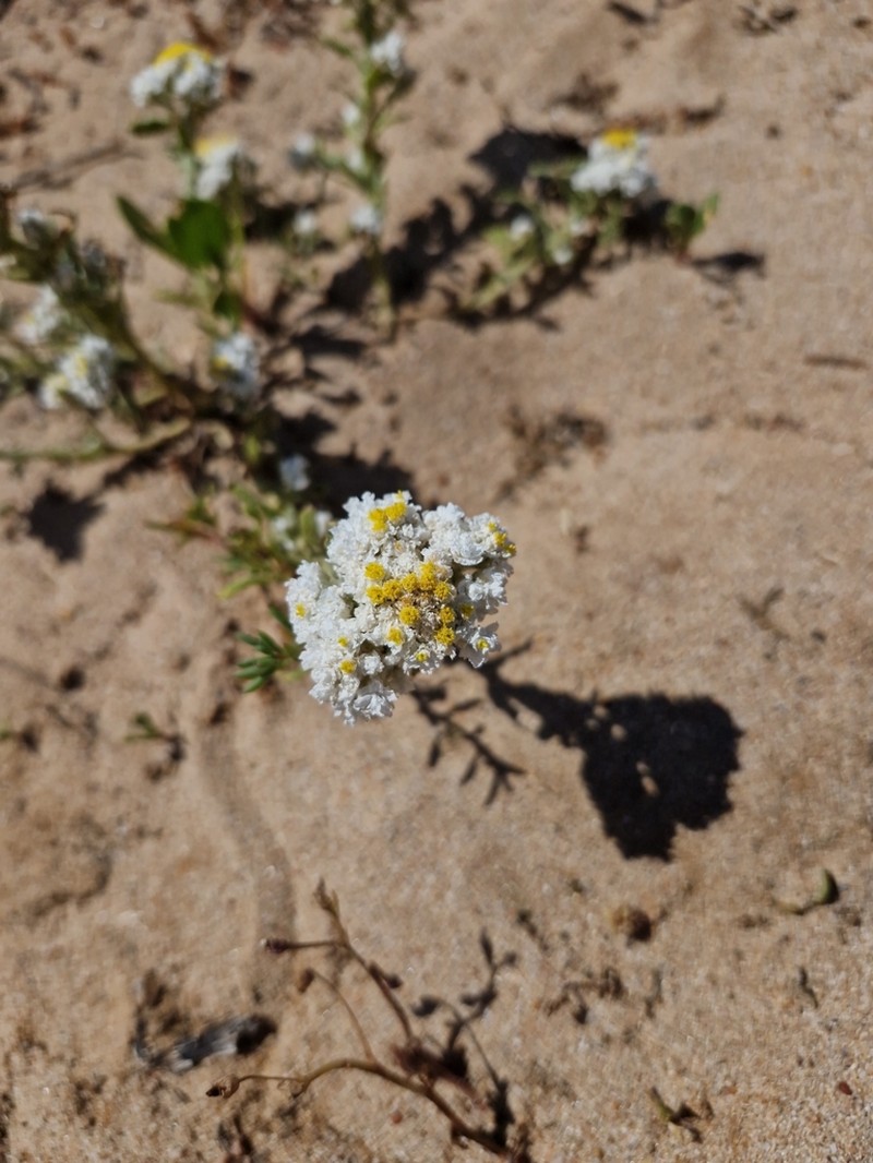 Rhodanthe condensata photo 6