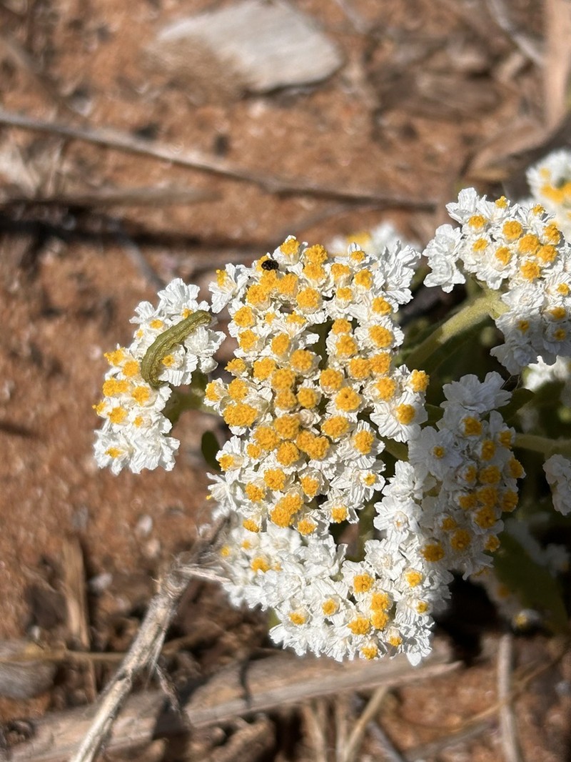Rhodanthe condensata photo 7