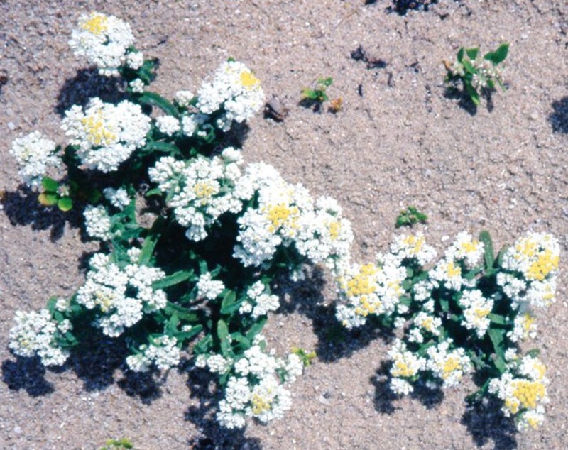 Rhodanthe condensata photo 8