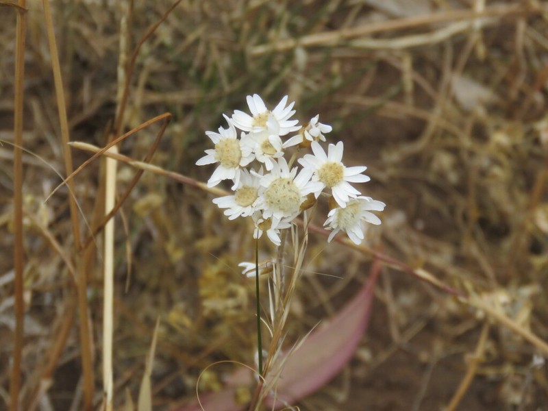 Rhodanthe corymbiflora