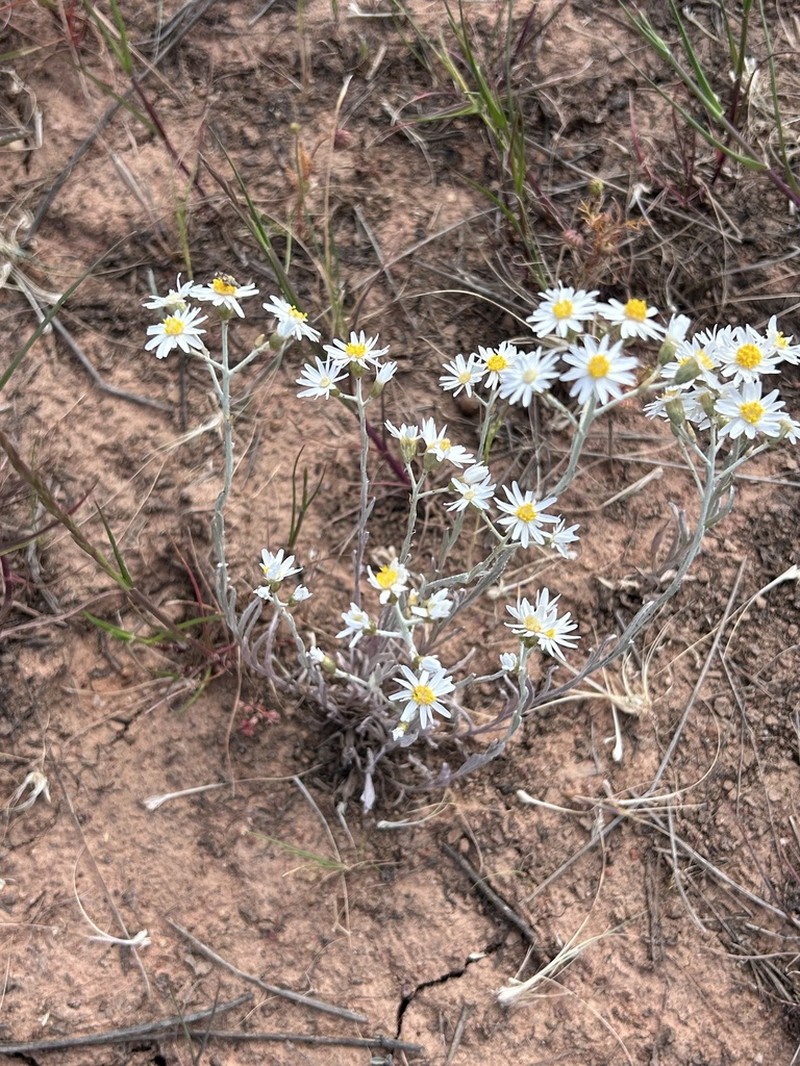 Rhodanthe corymbiflora photo 2