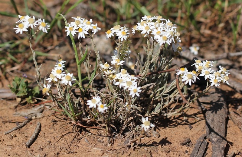 Rhodanthe corymbiflora photo 3