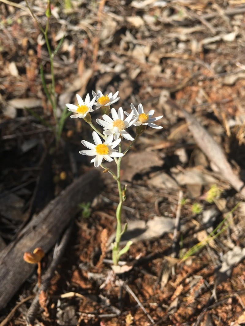 Rhodanthe corymbiflora photo 4