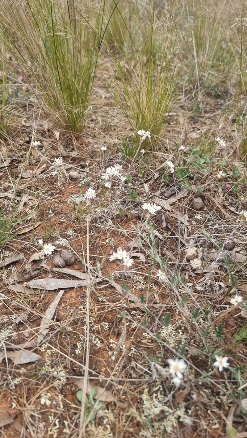 Rhodanthe corymbiflora photo 5