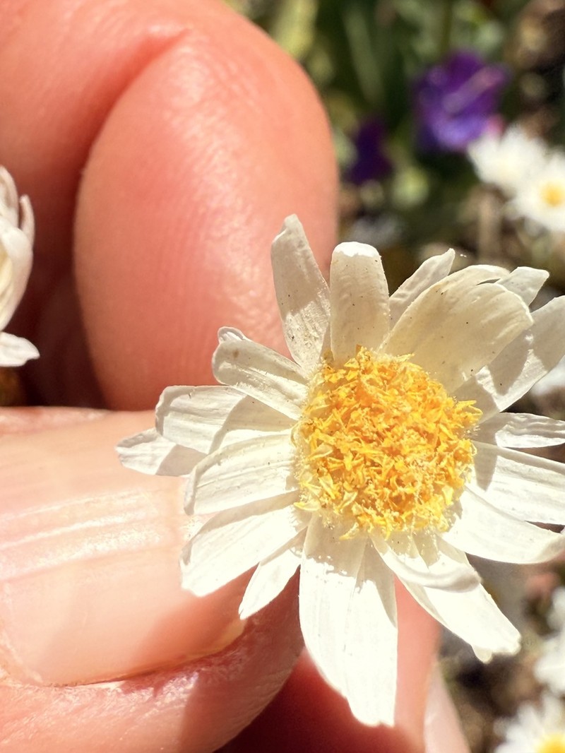 Rhodanthe corymbiflora photo 6