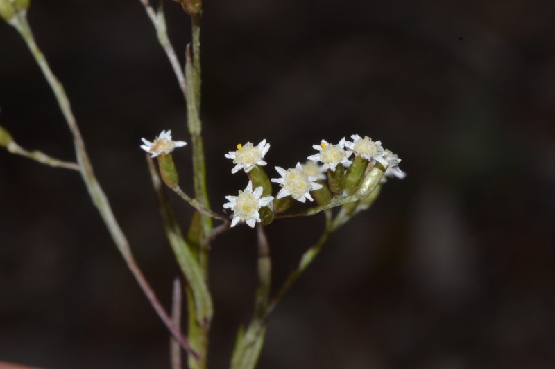 Rhodanthe corymbosa