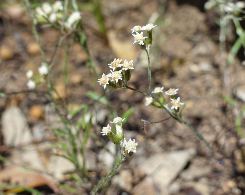 Rhodanthe corymbosa photo 2
