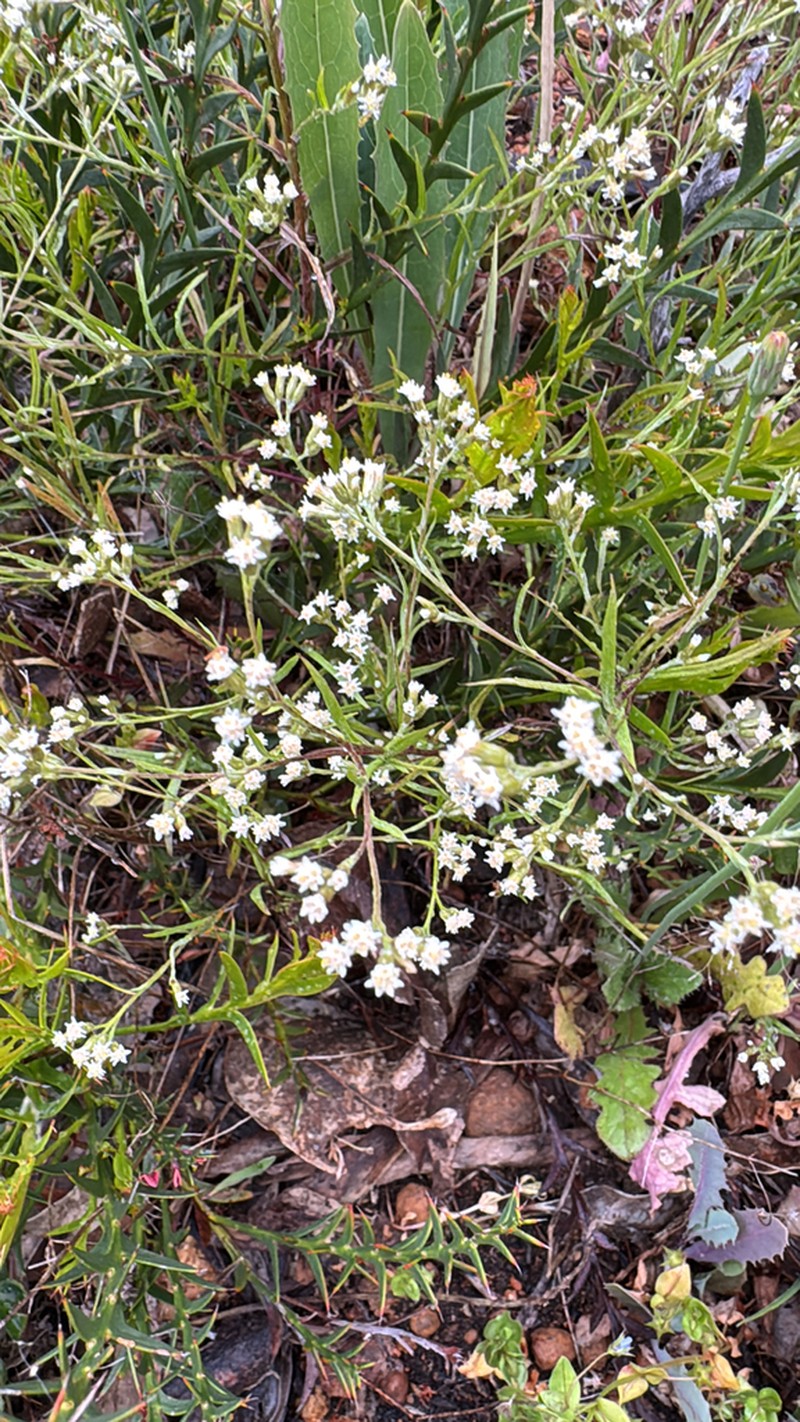 Rhodanthe corymbosa photo 3