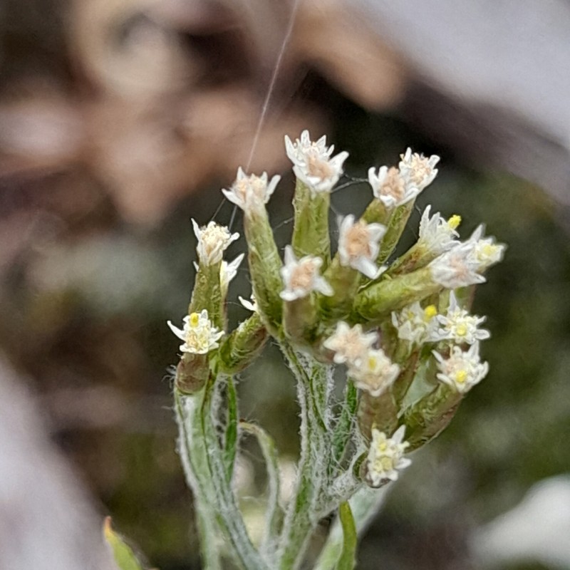 Rhodanthe corymbosa photo 4