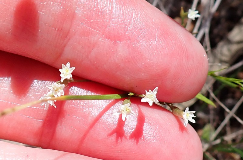 Rhodanthe corymbosa photo 5