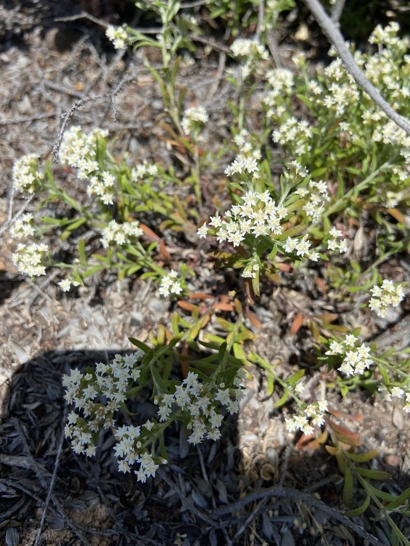 Rhodanthe corymbosa photo 6