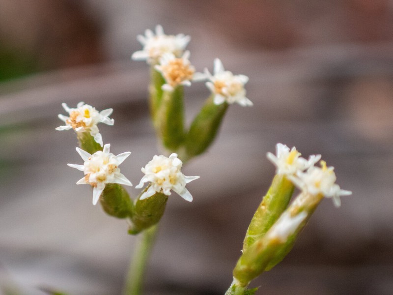 Rhodanthe corymbosa photo 8