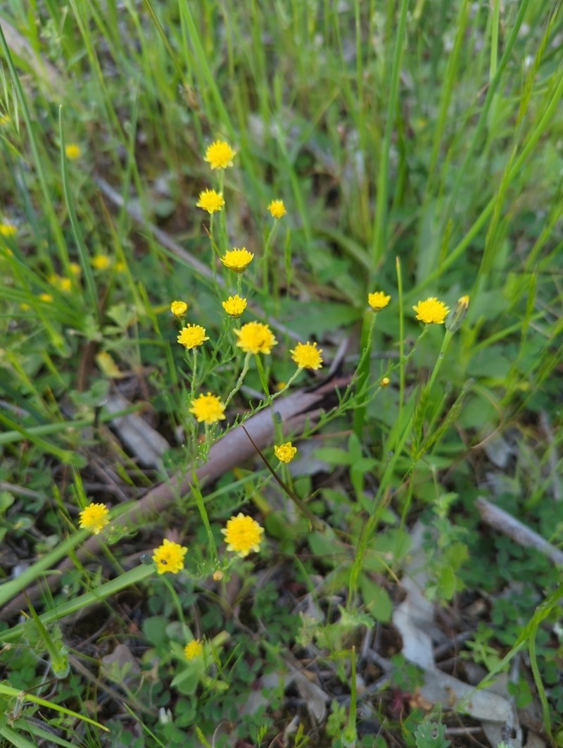 Rhodanthe diffusa