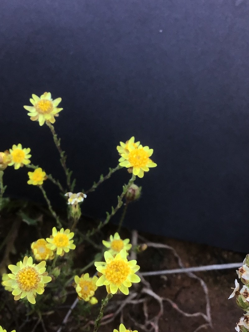 Rhodanthe diffusa photo 2