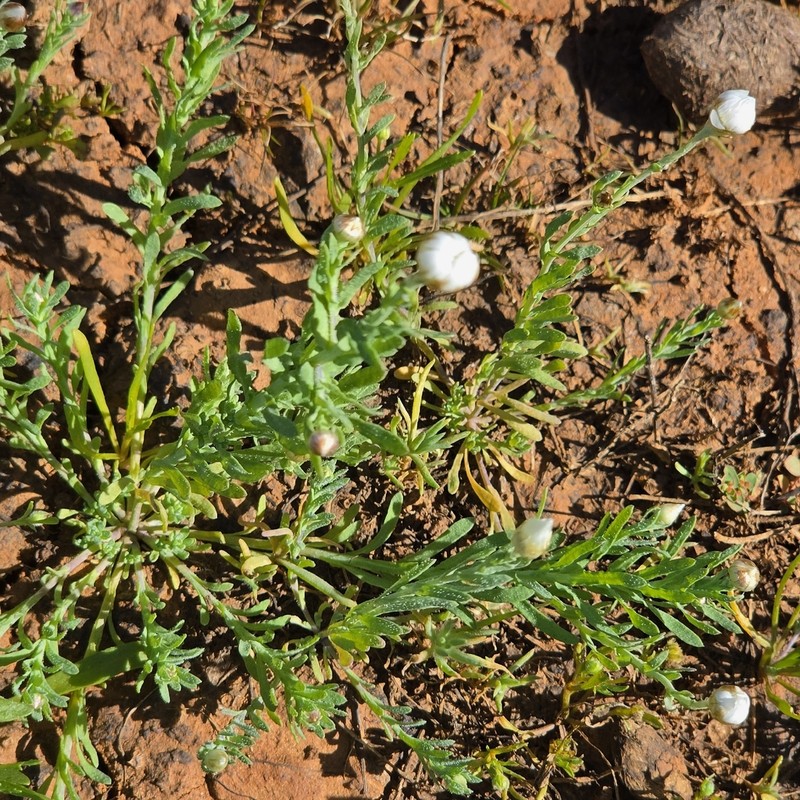 Rhodanthe diffusa photo 5