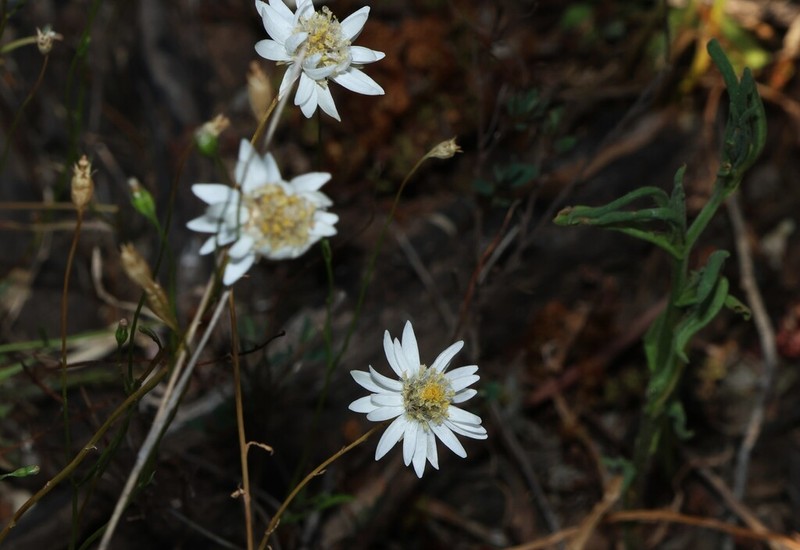 Rhodanthe diffusa photo 6
