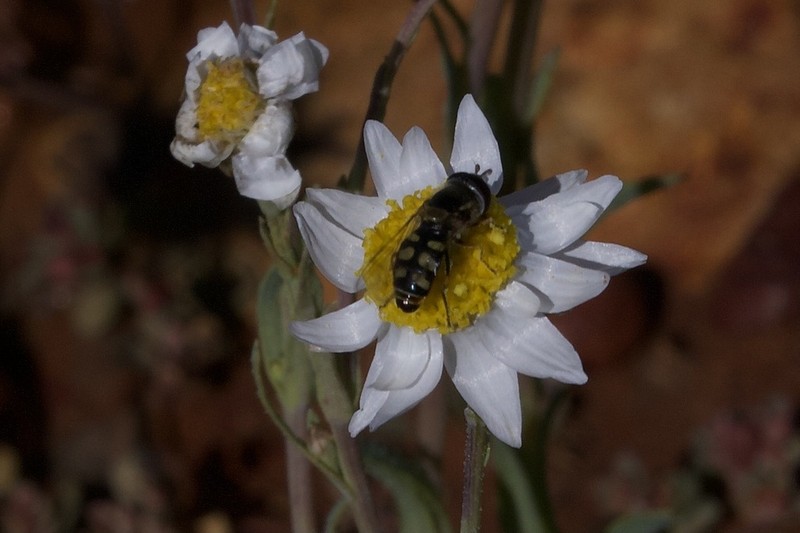 Rhodanthe diffusa photo 7