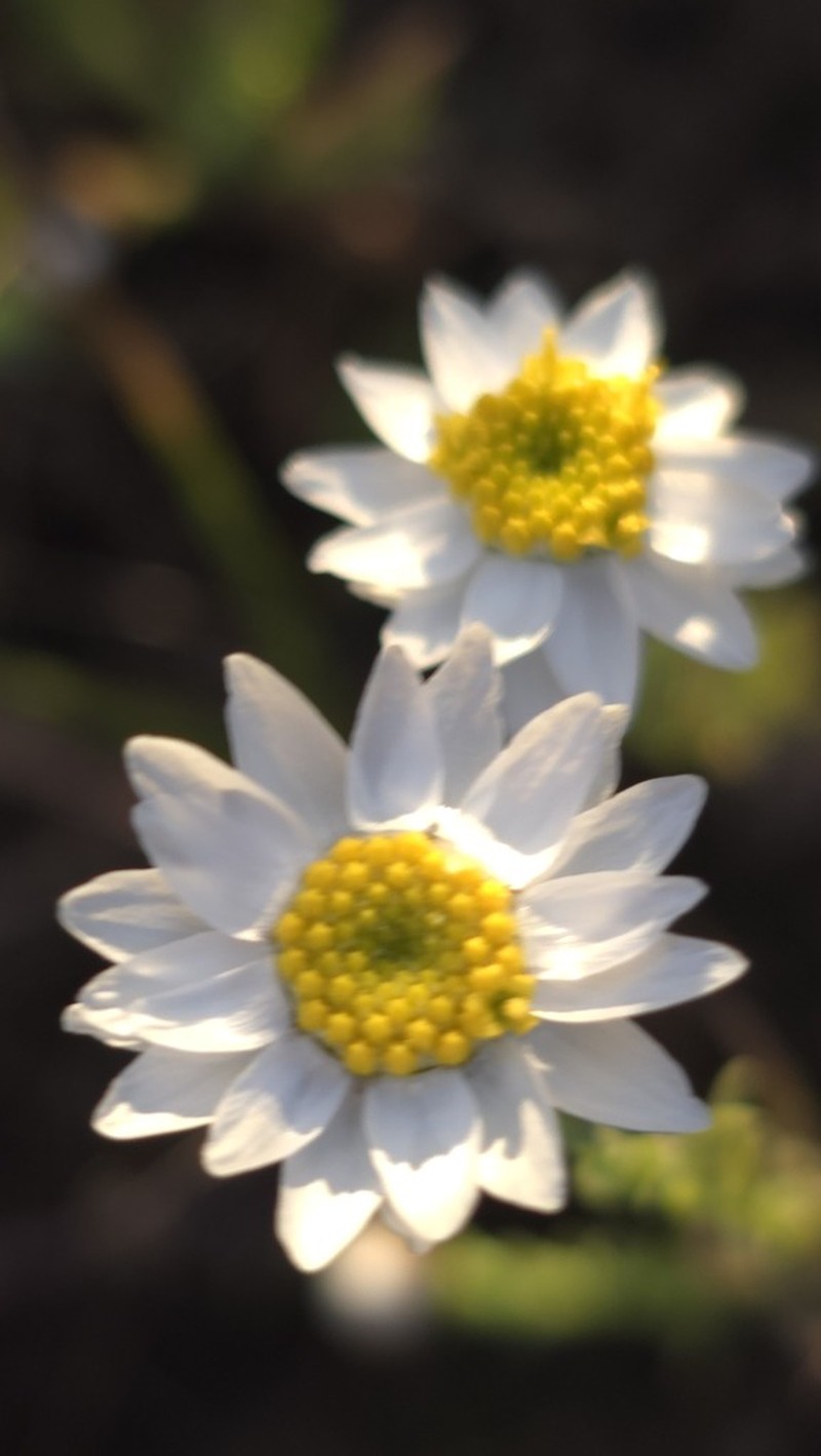 Rhodanthe diffusa photo 8