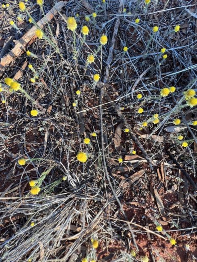 Rhodanthe diffusa subsp. diffusa