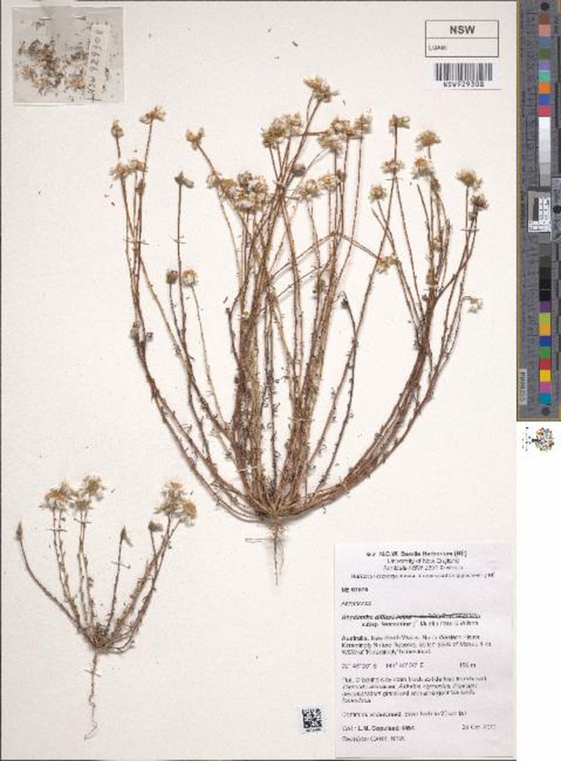 Rhodanthe diffusa subsp. leucactina photo 2