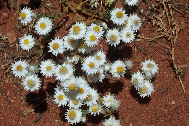 Rhodanthe floribunda