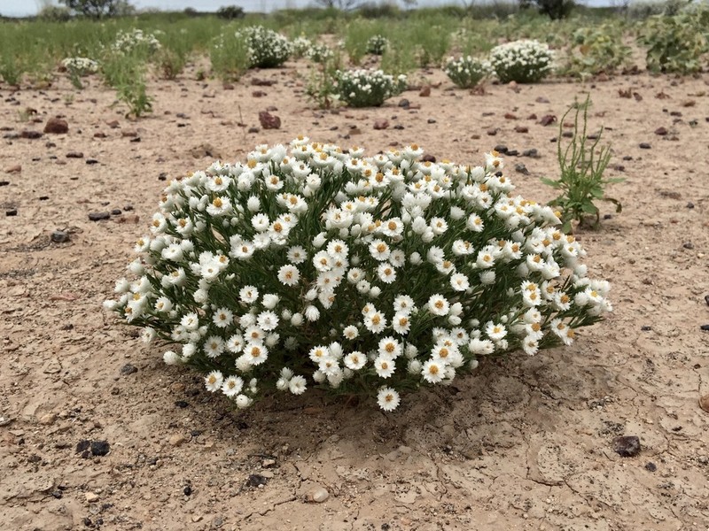 Rhodanthe floribunda photo 7