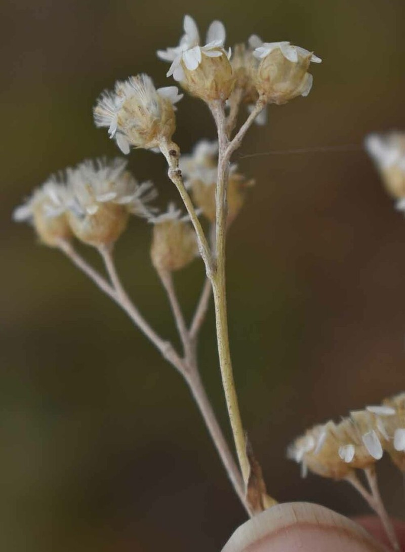 Rhodanthe gossypina