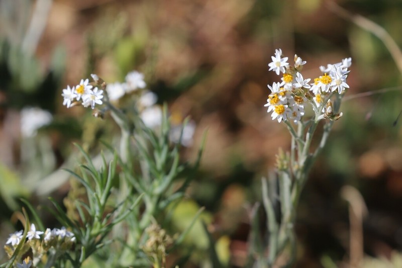 Rhodanthe gossypina photo 3