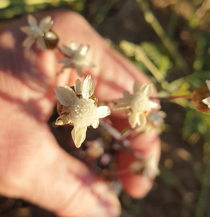 Rhodanthe gossypina photo 5