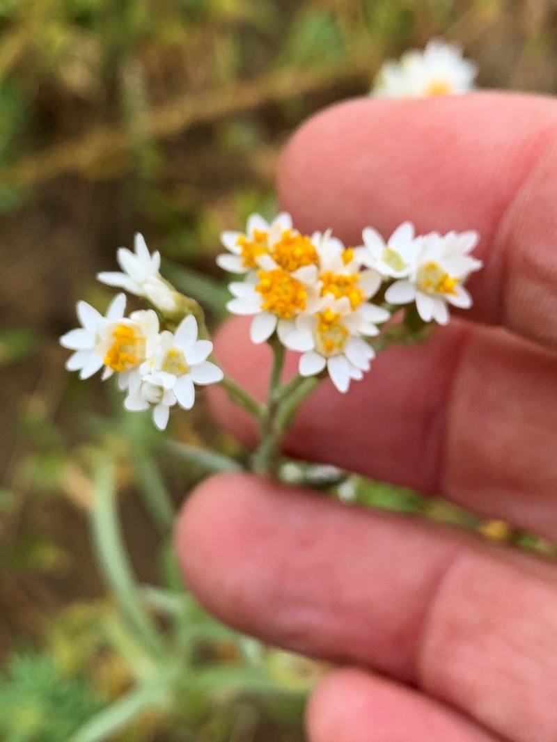 Rhodanthe gossypina photo 6