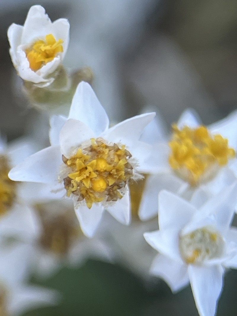 Rhodanthe gossypina photo 7