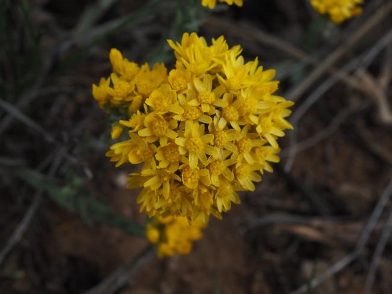 Rhodanthe haigii