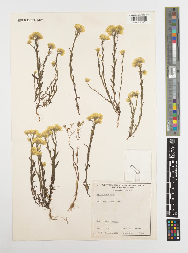 Rhodanthe haigii photo 2