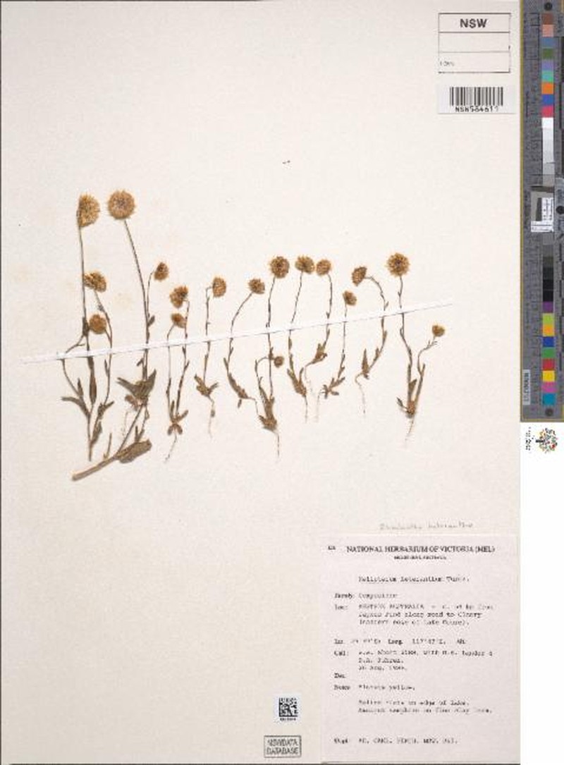 Rhodanthe heterantha