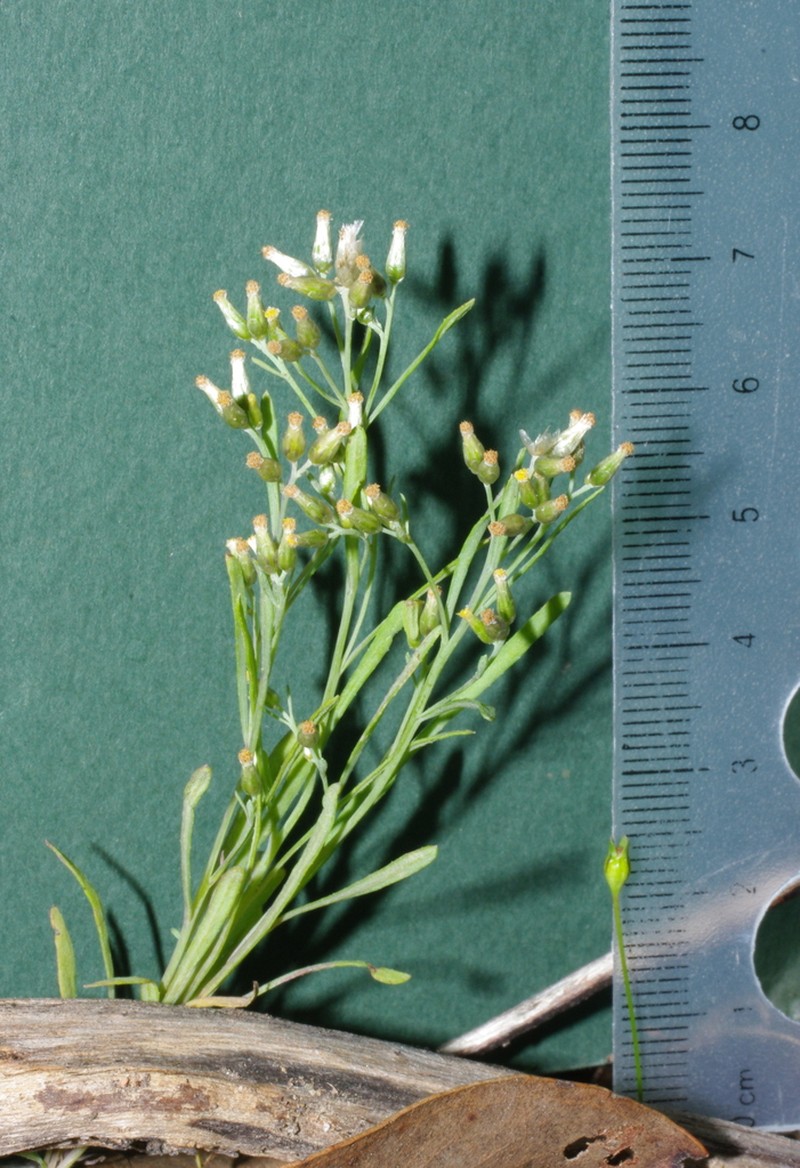 Rhodanthe laevis
