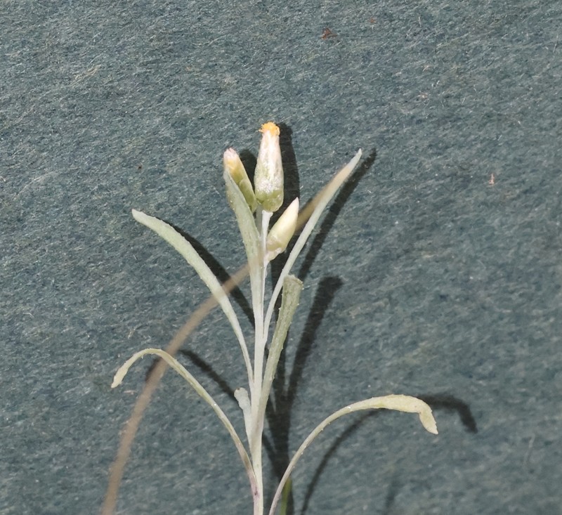 Rhodanthe laevis photo 2