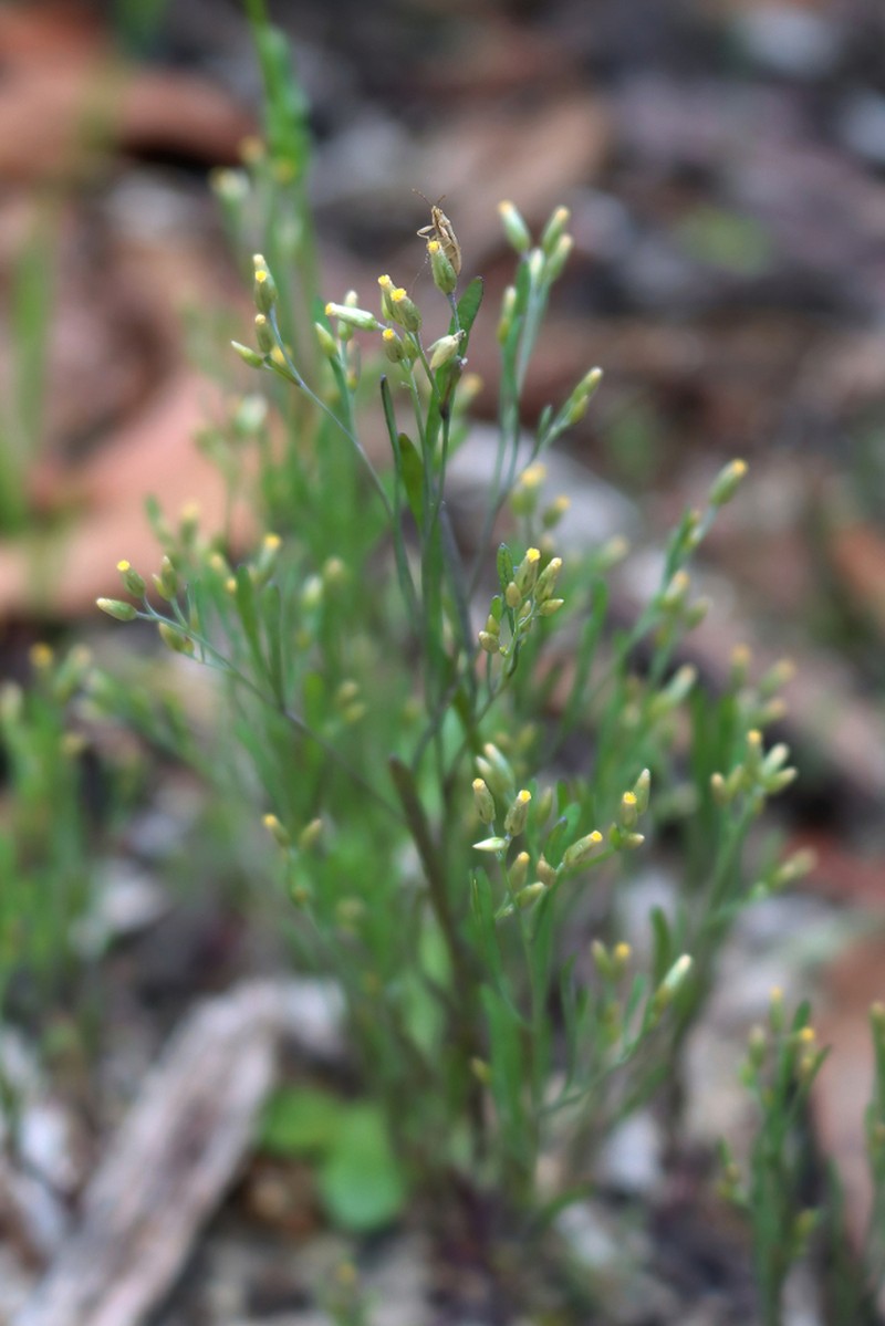Rhodanthe laevis photo 3
